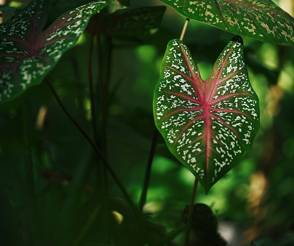 Hostas Plant 