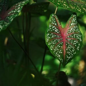 Hostas Plant