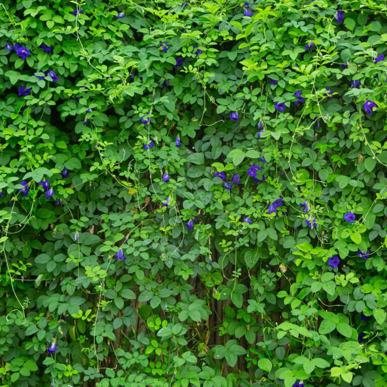 background picture of fresh green leaves in nature