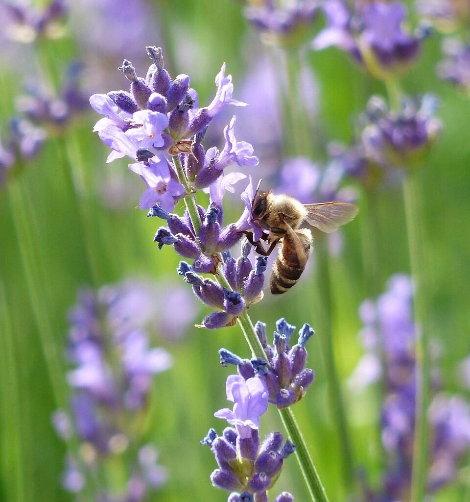 Lavender Plant