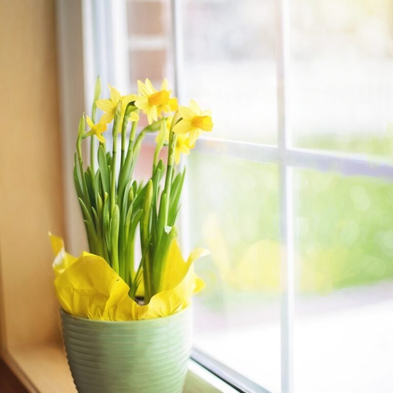 daffodils-1316128_1280