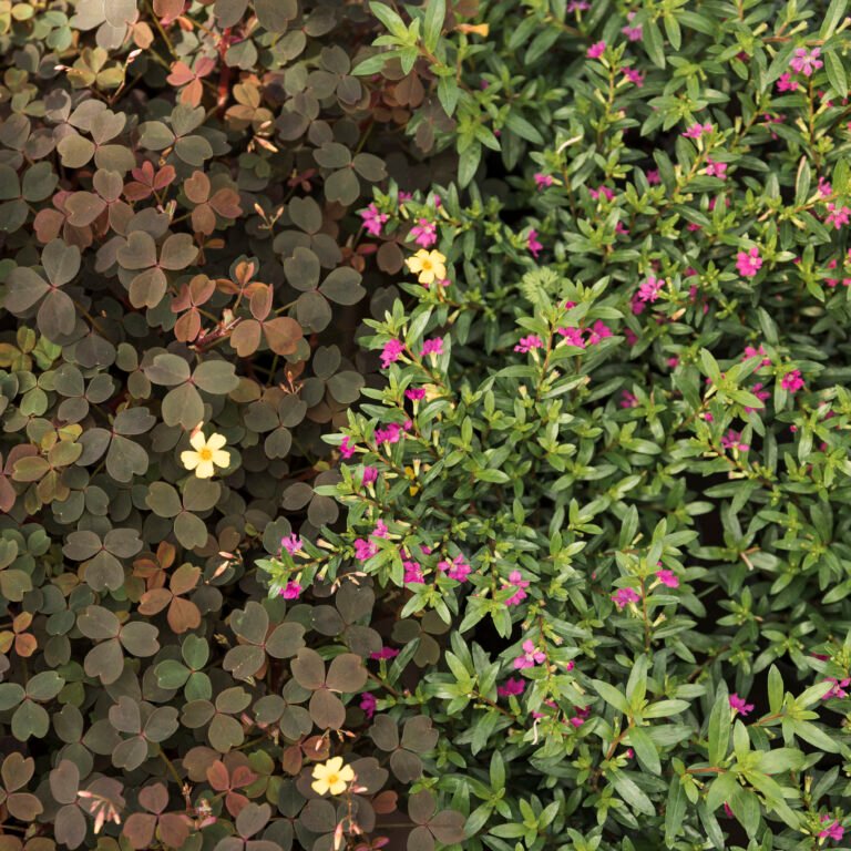 elevated-view-blooming-yellow-pink-flowers