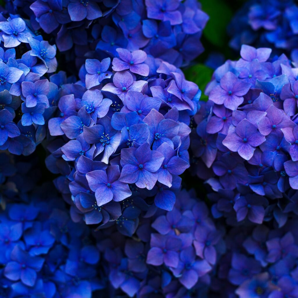 Hydrangeas