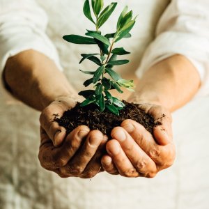 hands-cup-to-hold-a-small-plant-in-dirt