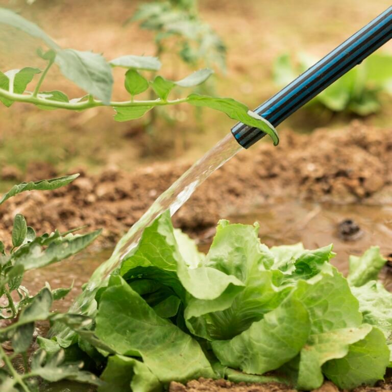 hose-watering-green-salad