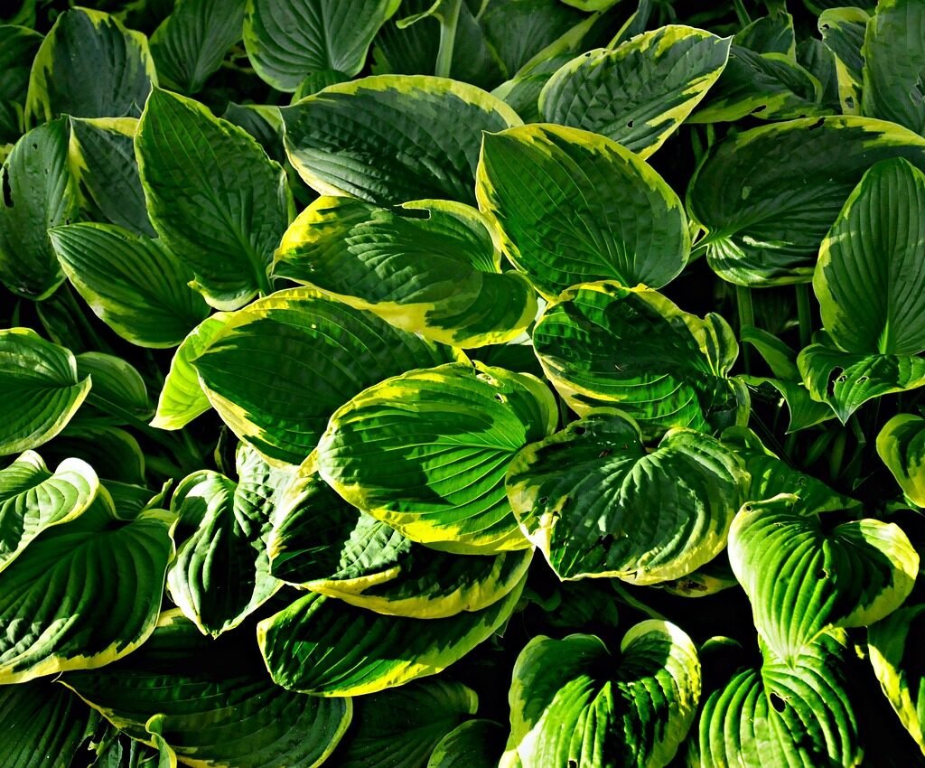 Hostas Plant 