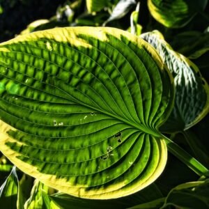 Hostas Plant