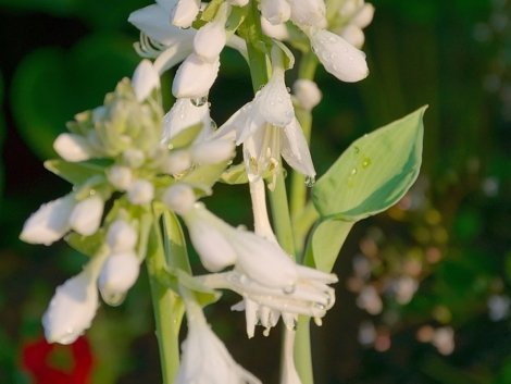 Hostas Plant