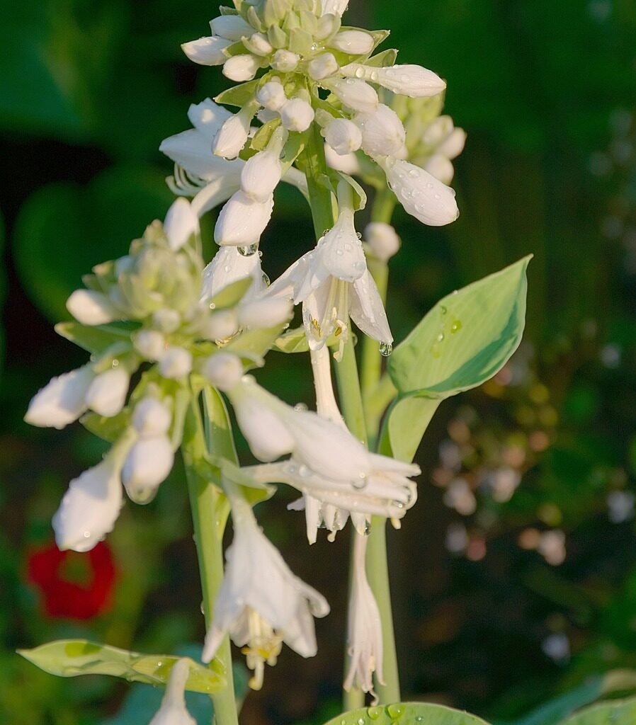 Hostas Plant