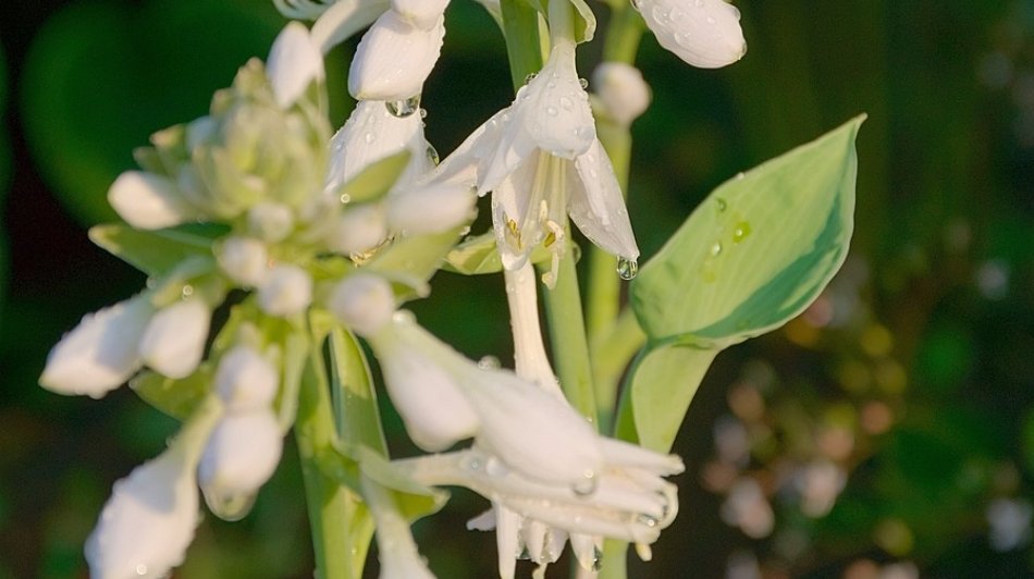 Hostas Plant