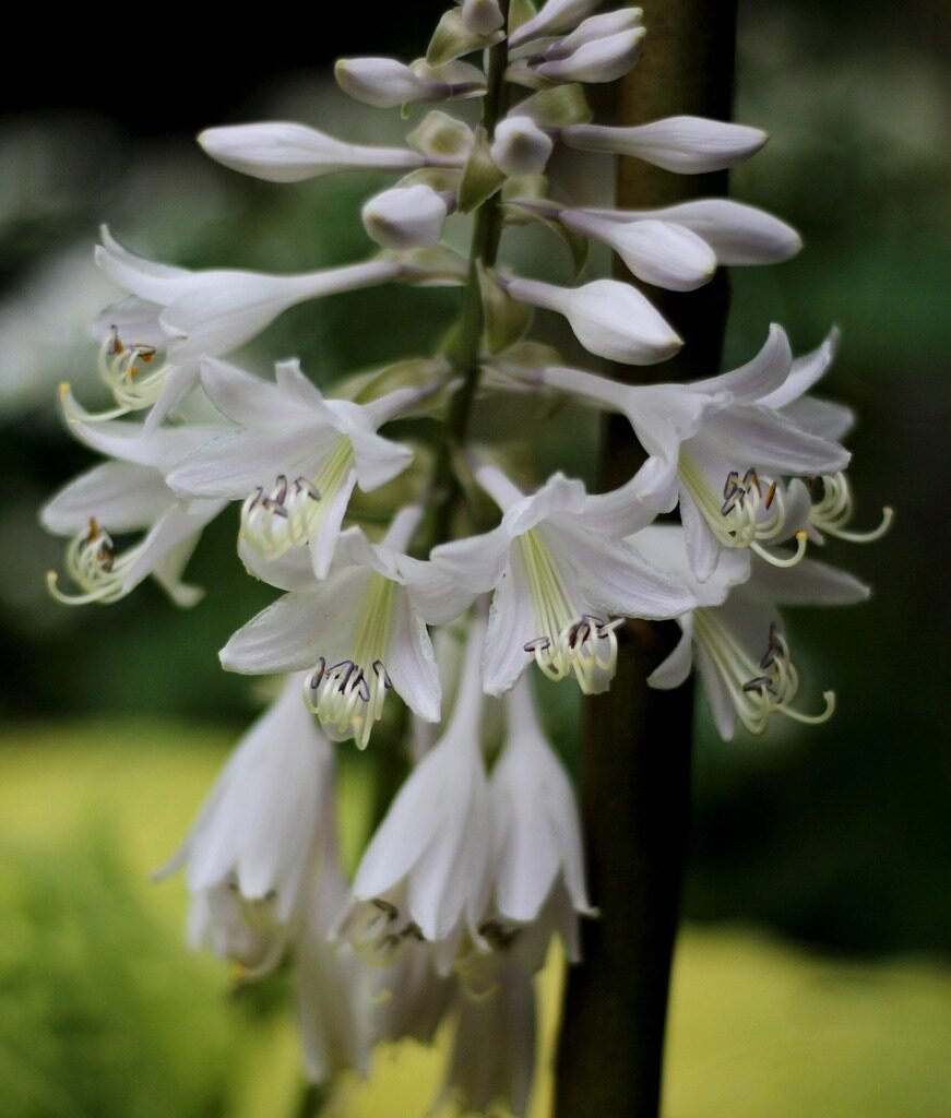 Hostas Plant 