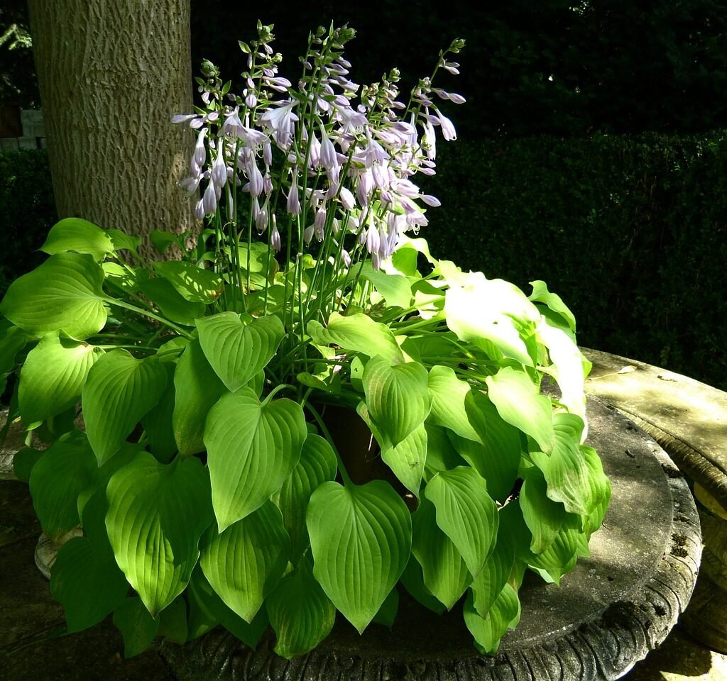 Hostas Plant Care