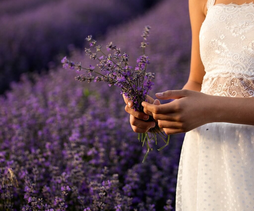 Lavender Plant