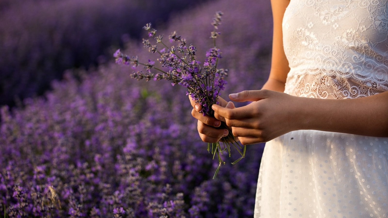 lavender-3576132_1280