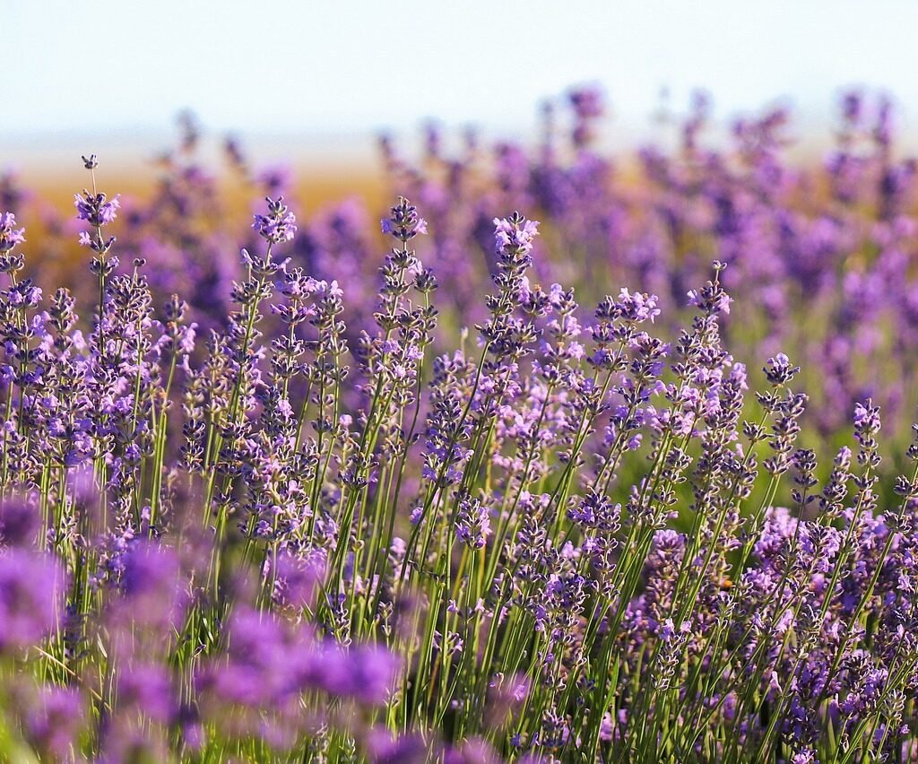 Lavender Plant