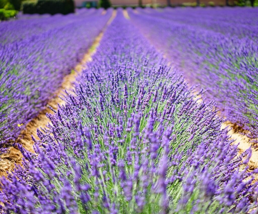 Lavender Plant