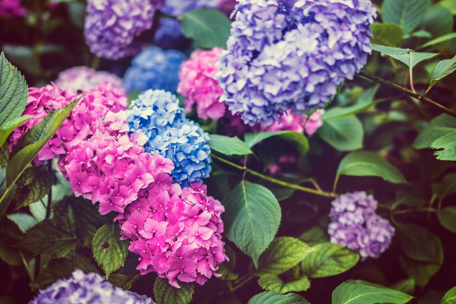 Hydrangeas