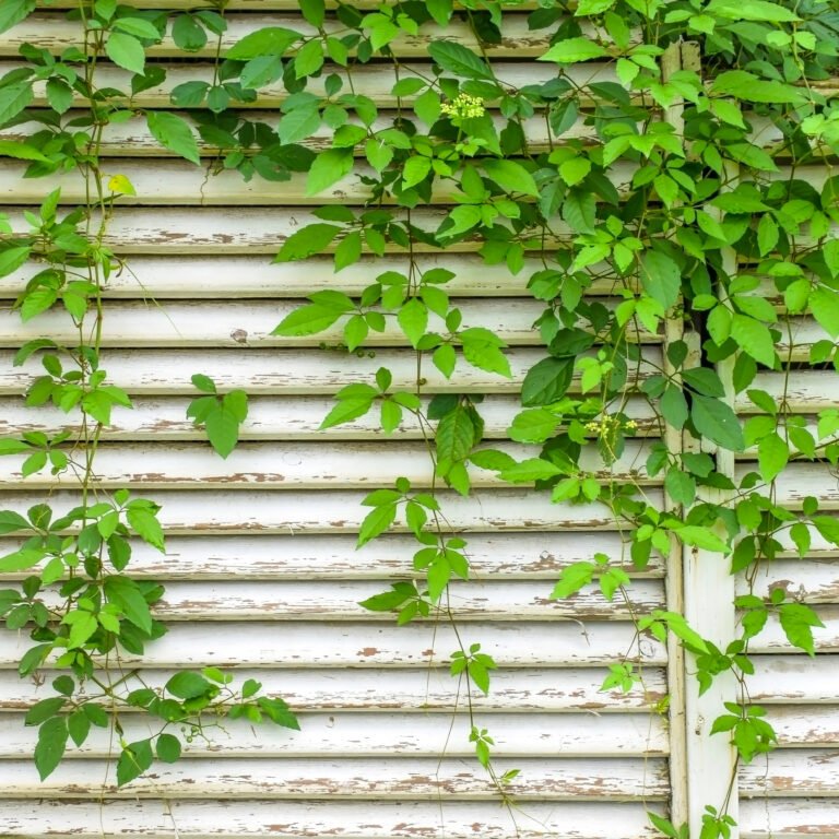 wall-creeper