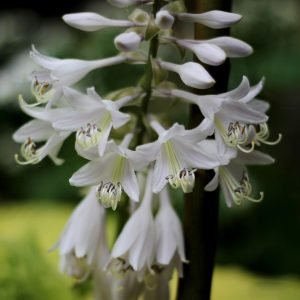 Hostas Plant